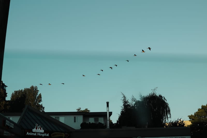 20250729 202818 M6 0485 Vancouver BC Cities photograph